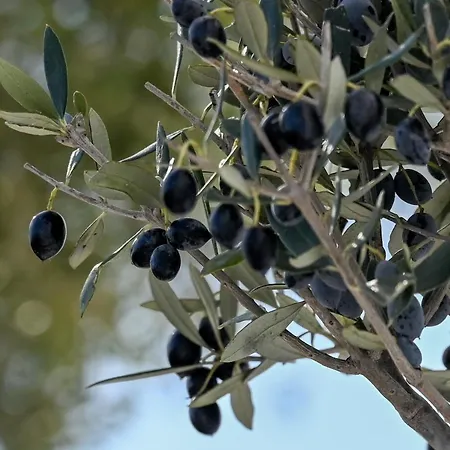 Διαμέρισμα Oliva Naxos Naxos City