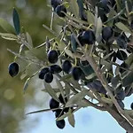 Apartmán Oliva Naxos Naxos City